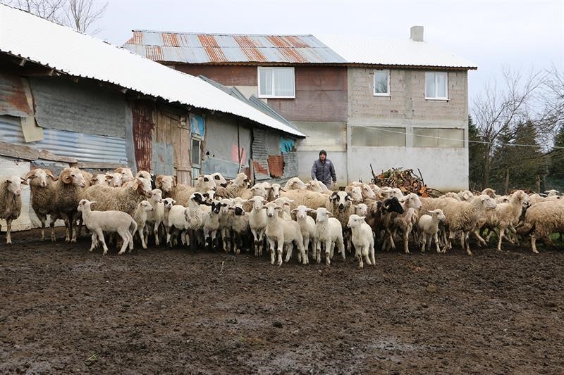 Hayvan başına destek ödemesi yüzde yüz artırıldı
