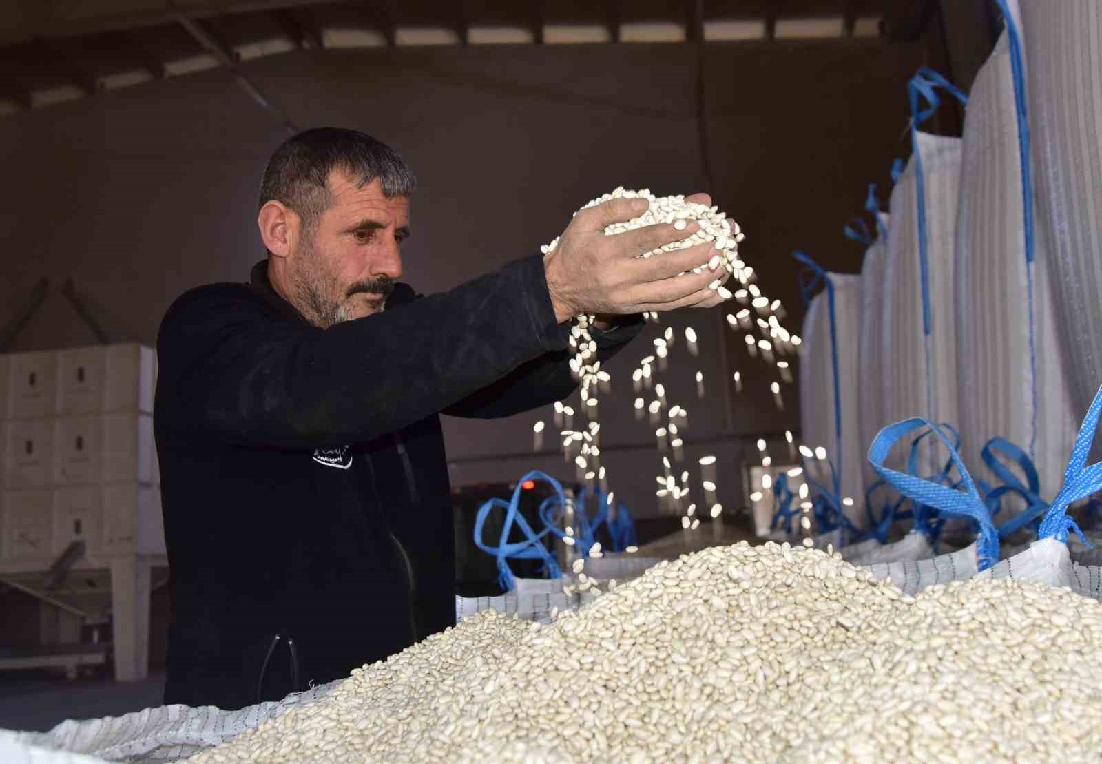 Bitlis, tohumluk kuru fasulye üretiminde Türkiye birincisi oldu