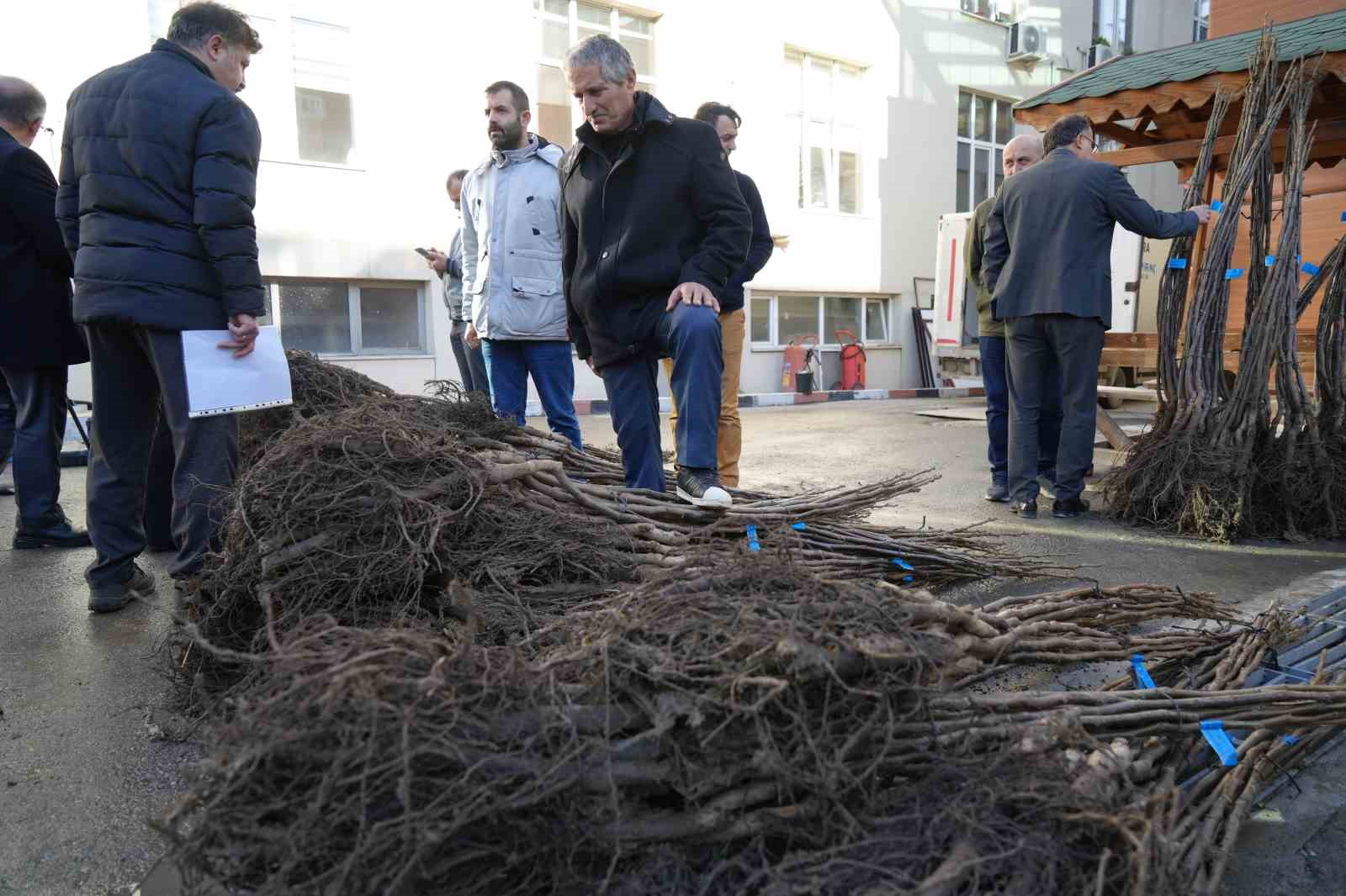 Çiftçiye 5 bin ceviz fidanı desteği
