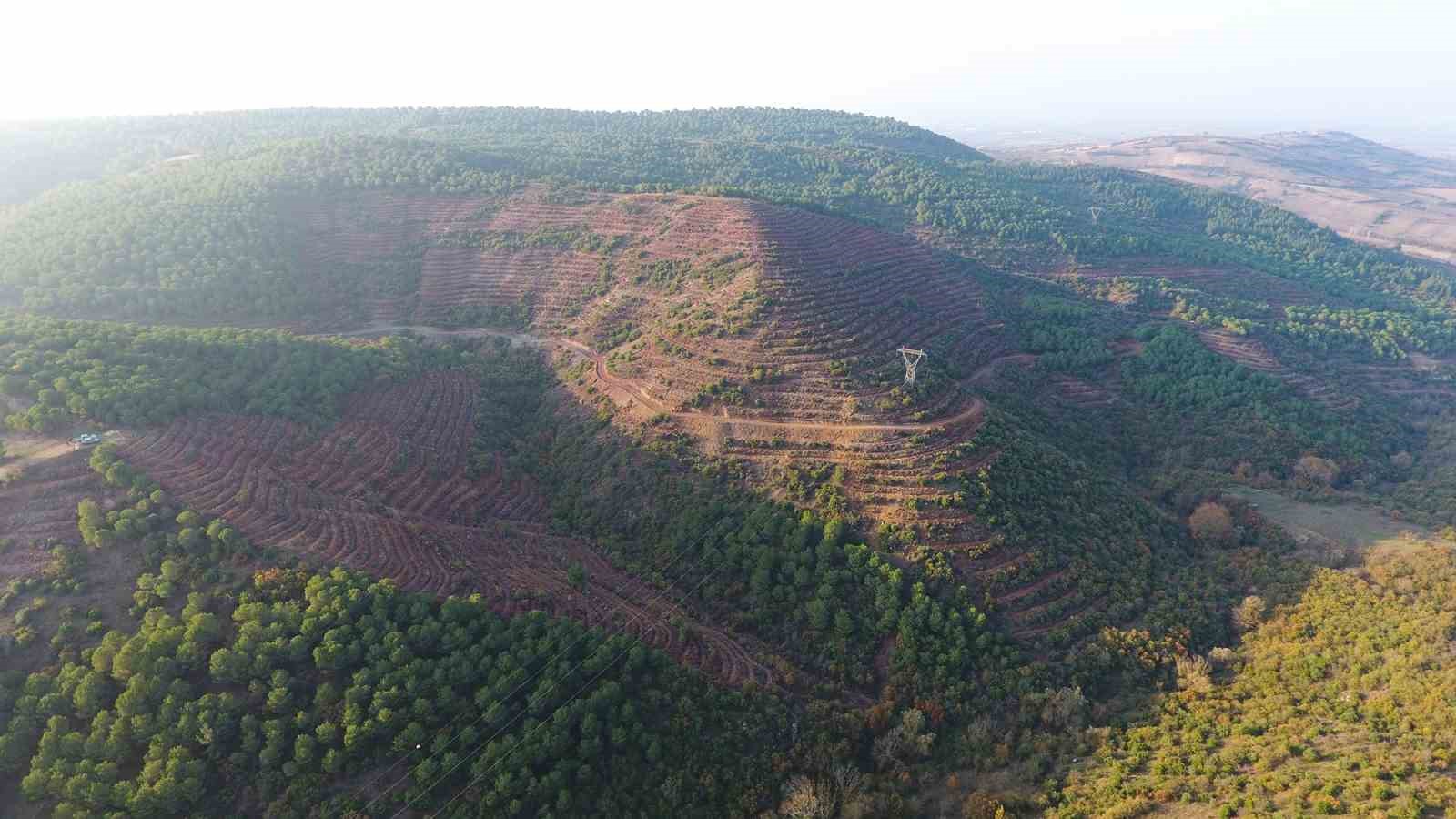 Balıkesir’e 261 dekarlık yeni bal ormanı