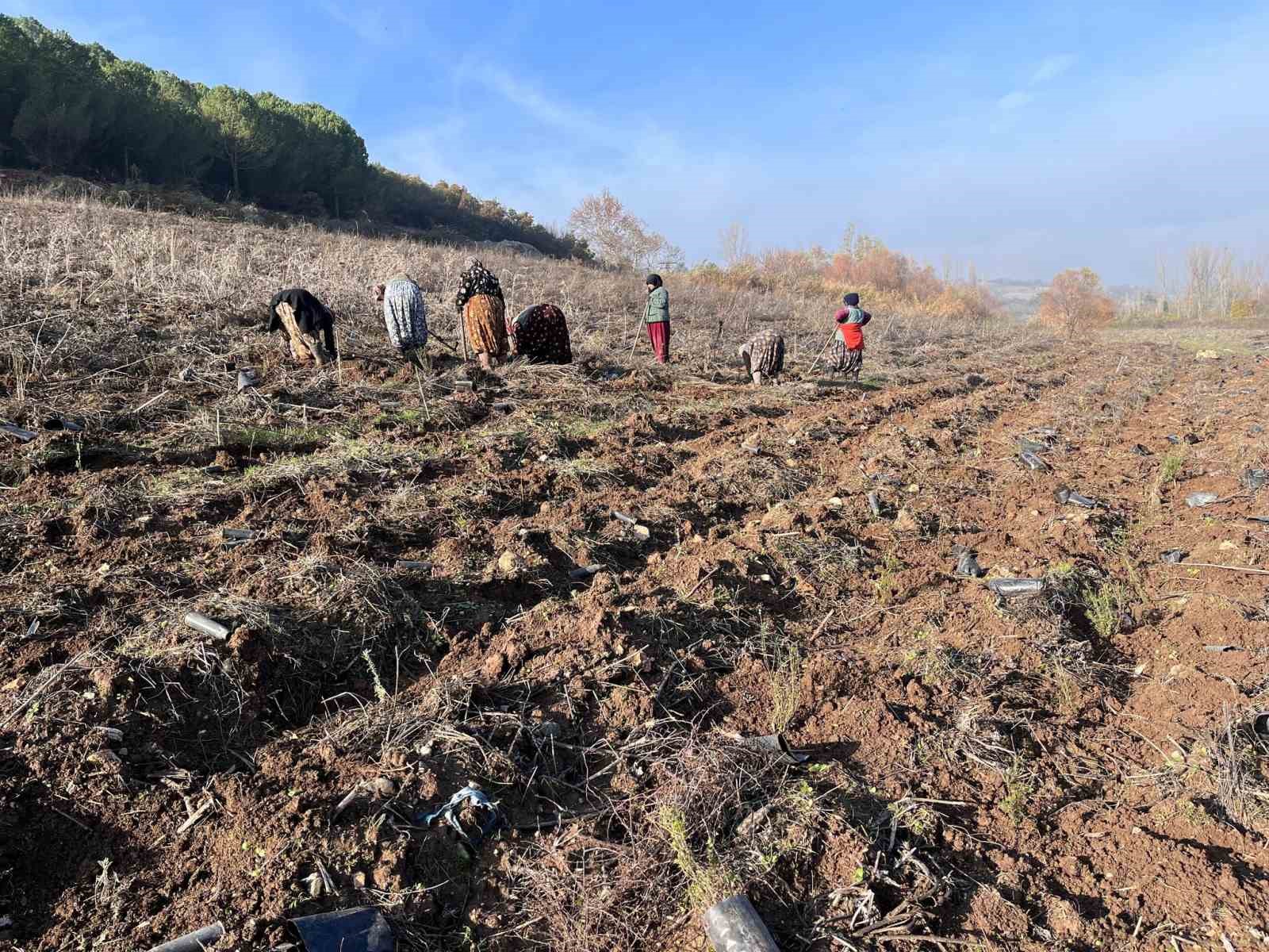 Balıkesir’e 261 dekarlık yeni bal ormanı