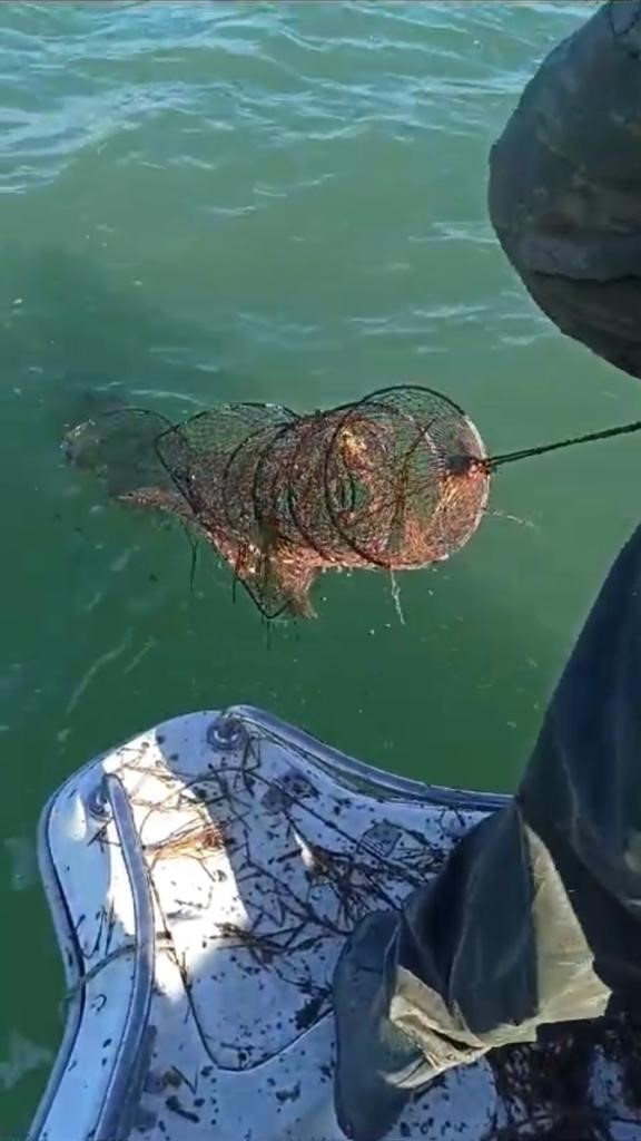 Eğirdir Gölü’nde 200 adet sahipsiz kerevit pinteri ele geçirildi