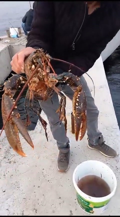 İzmit Körfezi’nde oltaya 3 kiloluk ıstakoz takıldı: Yeniden denize bırakıldı