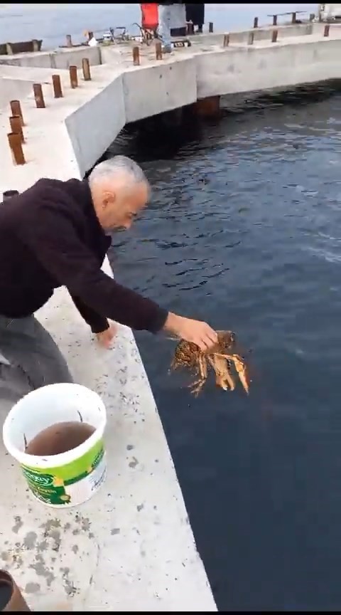 İzmit K&ouml;rfezi&rsquo;nde oltaya 3 kiloluk ıstakoz takıldı: Yeniden denize bırakıldı
