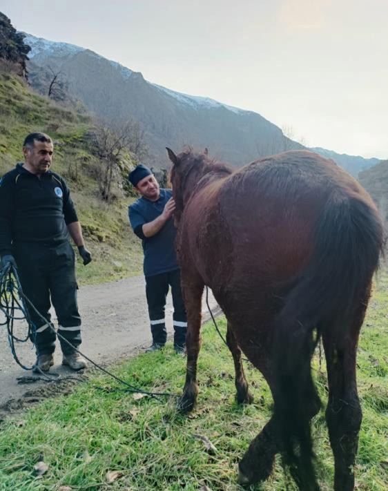 Kurtların saldırdığı at tedavi edildi
