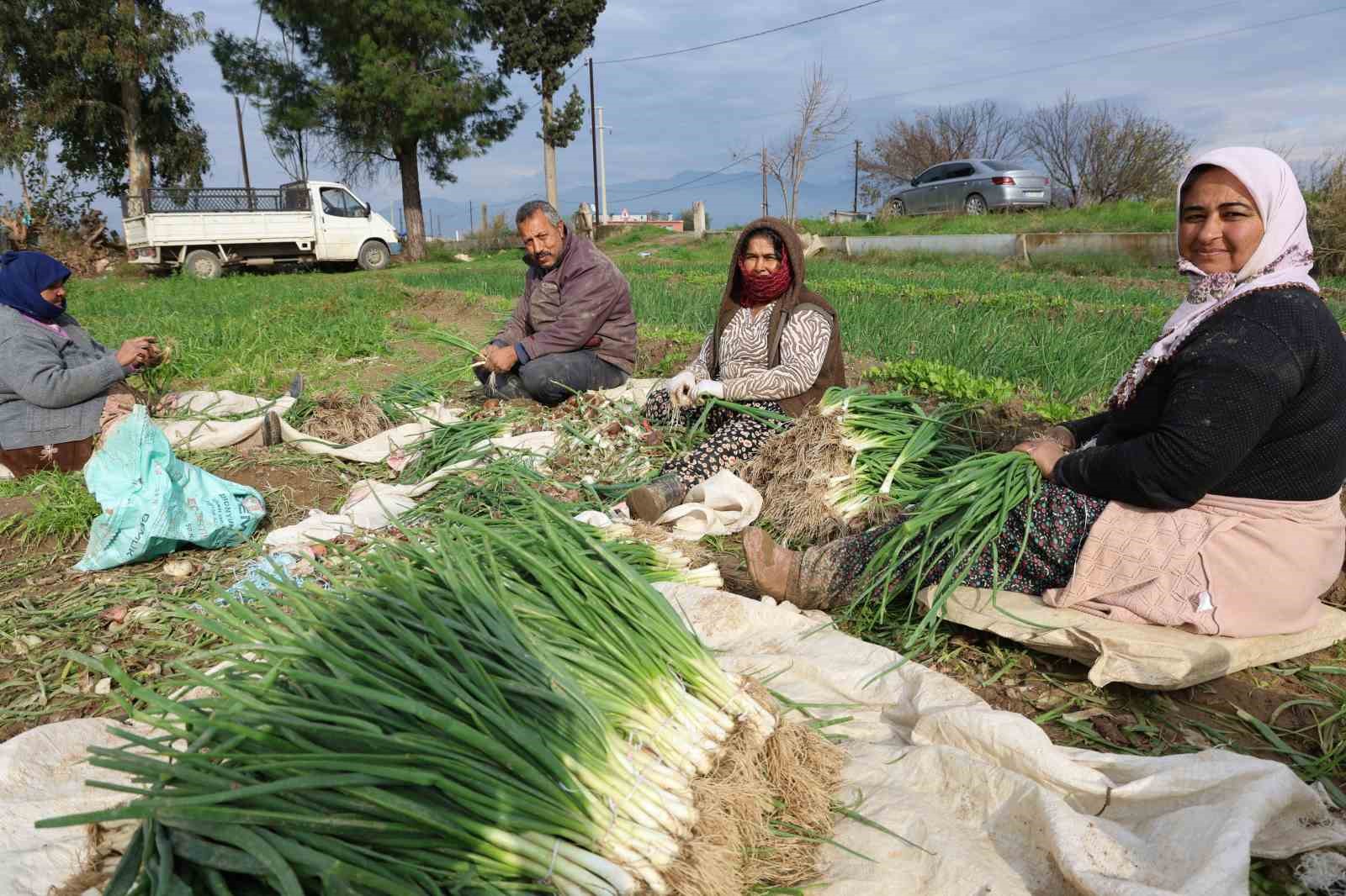 Yeşil soğan bu yıl üreticisini memnun etti