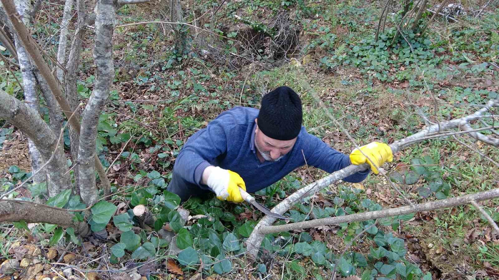 Fındık üreticilerinin kışlık bakım mesaisi başladı