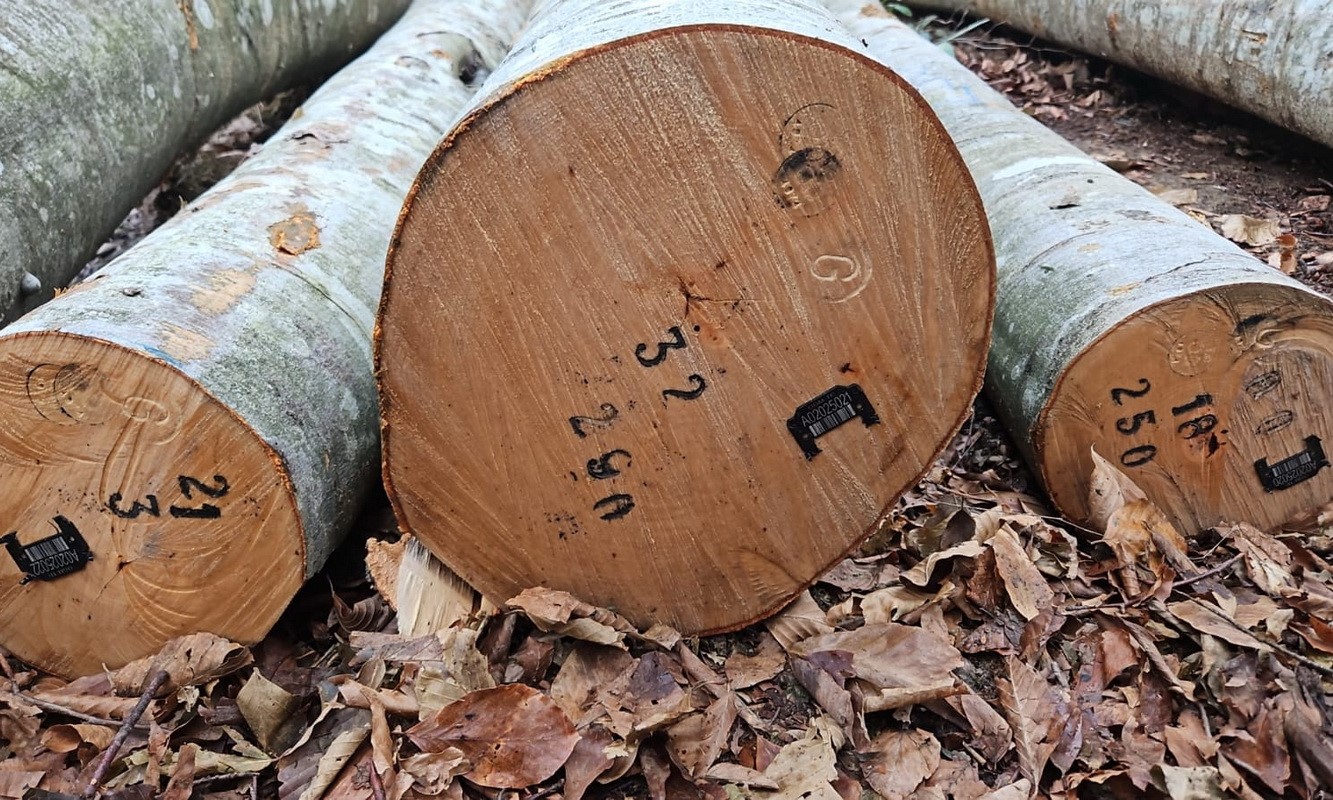 Orman emvali borkotlandı