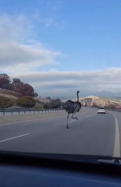 Kara yolunda deve kuşu paniği
