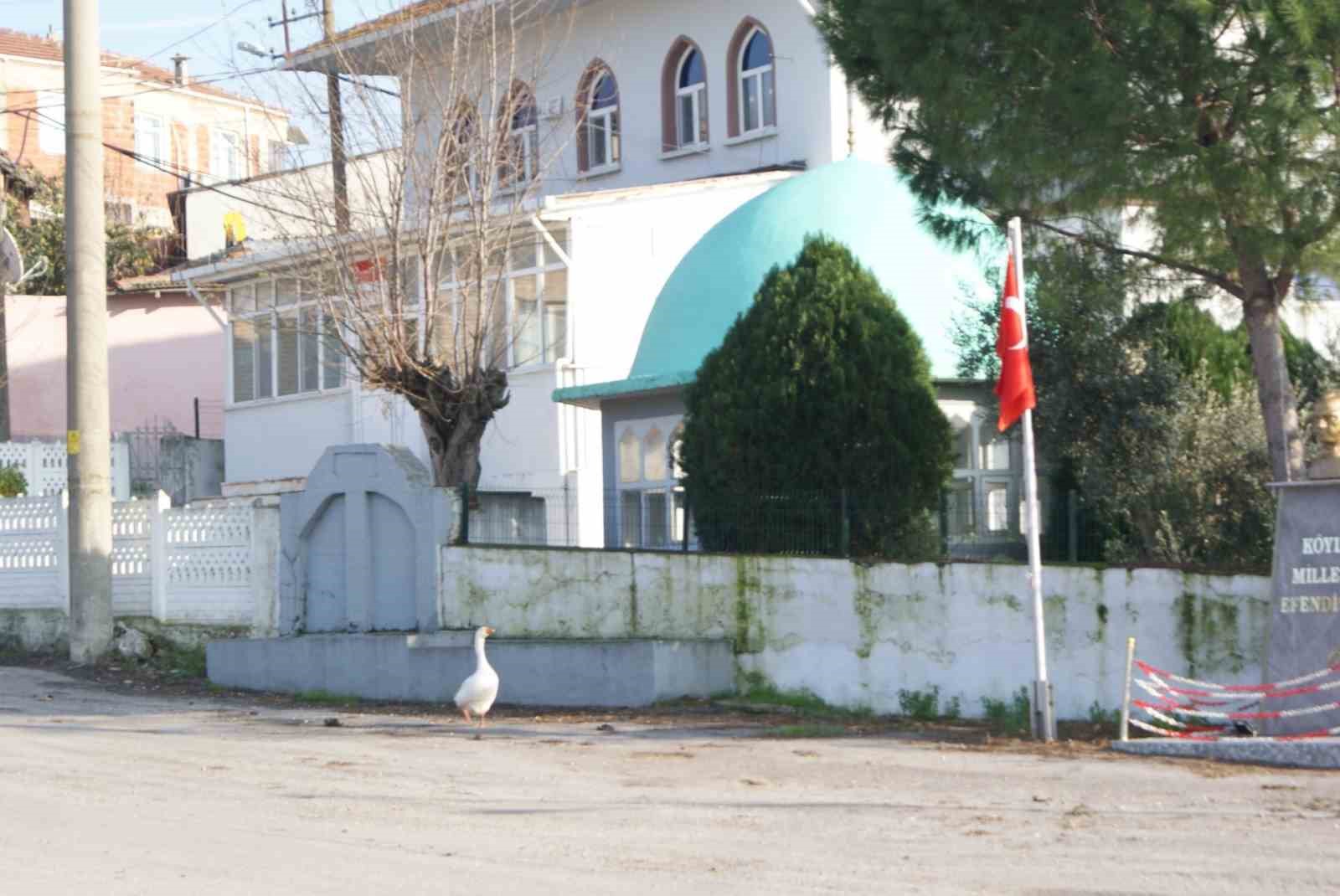 Ezan okununca bu kaz camiye gidiyor