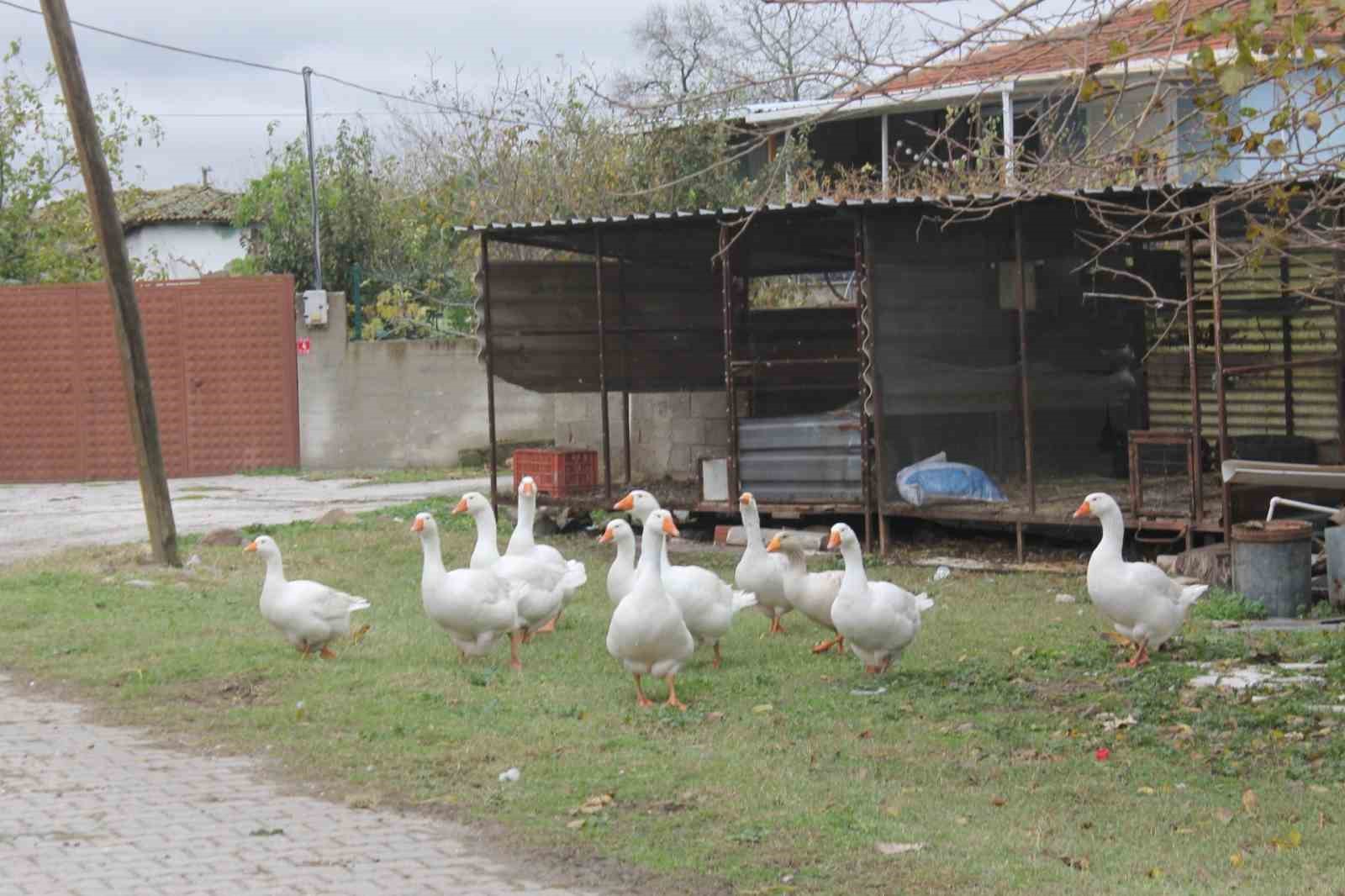 Ezan okununca bu kaz camiye gidiyor