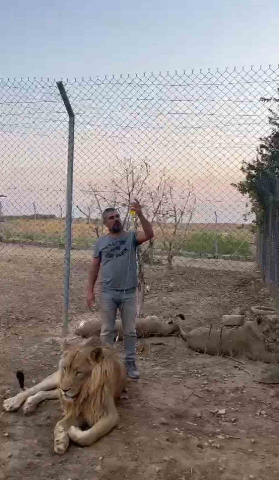 Aslan terbiyecisi y&uuml;r&uuml;yemeyen aslanı 20 g&uuml;nde eski sağlığına kavuşturdu
