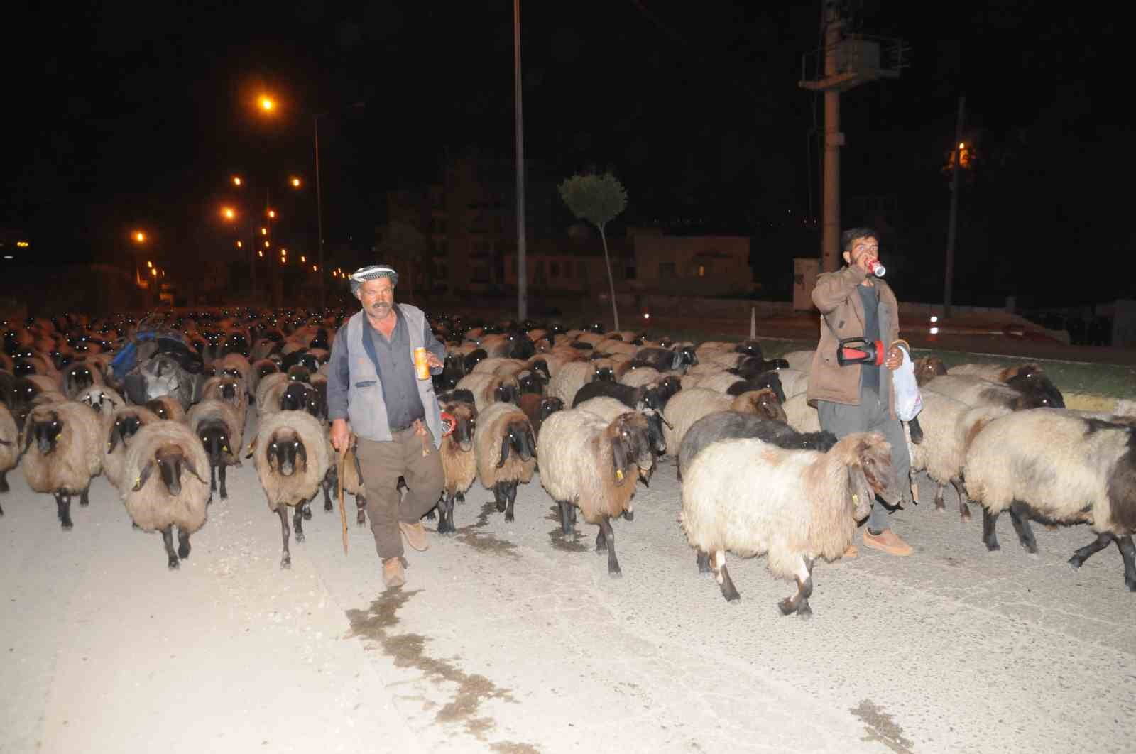Cizre&rsquo;de gecenin sessizliğini kuzu ve koyunların ayak sesleri bozdu
