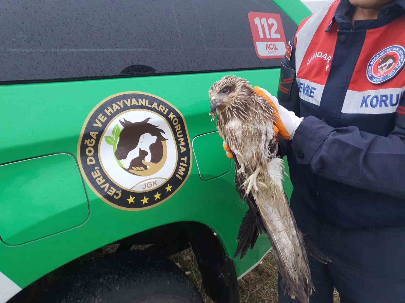 Jandarma ekipleri yaralı şahin buldu
