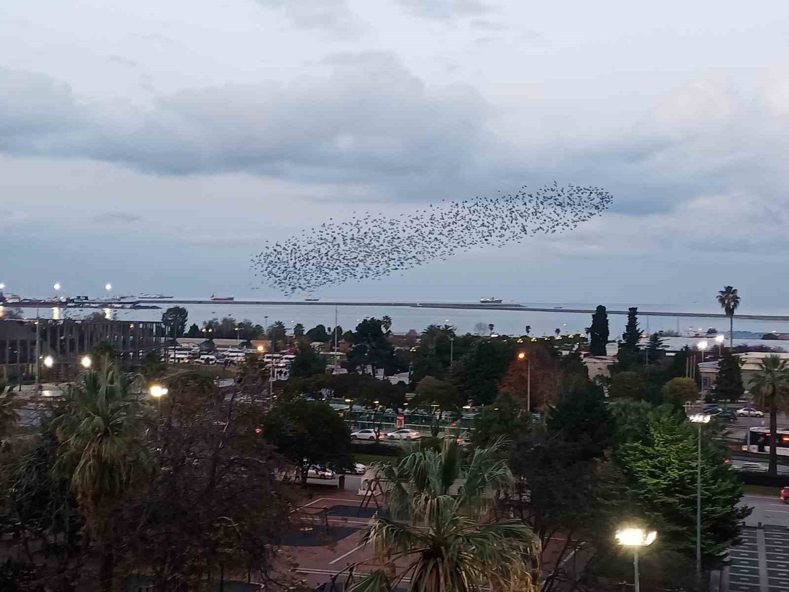 Gökyüzünde sığırcık şöleni