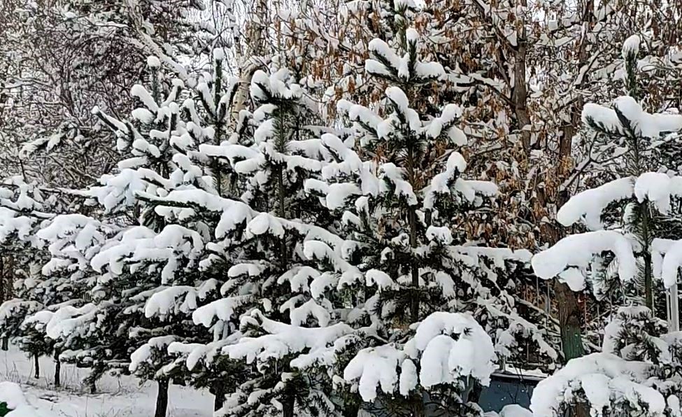 Ardahan beyaza b&uuml;r&uuml;nd&uuml;
