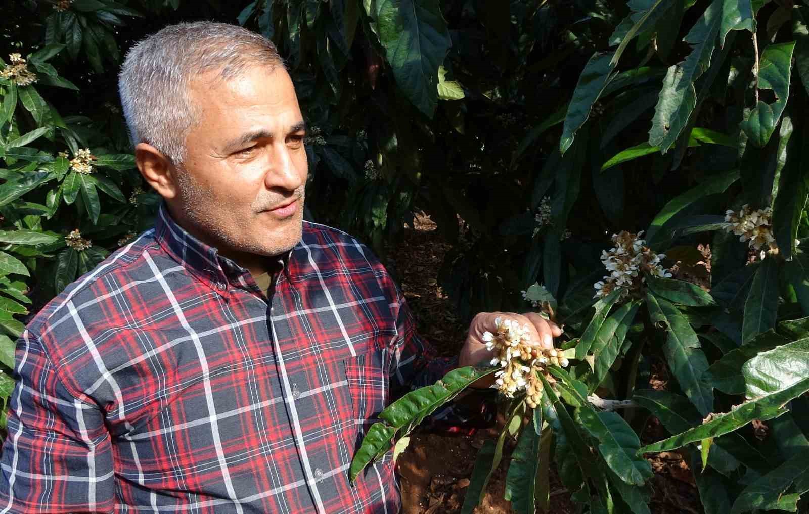 Kış gelini yenidünya ağaçları çiçek açtı
