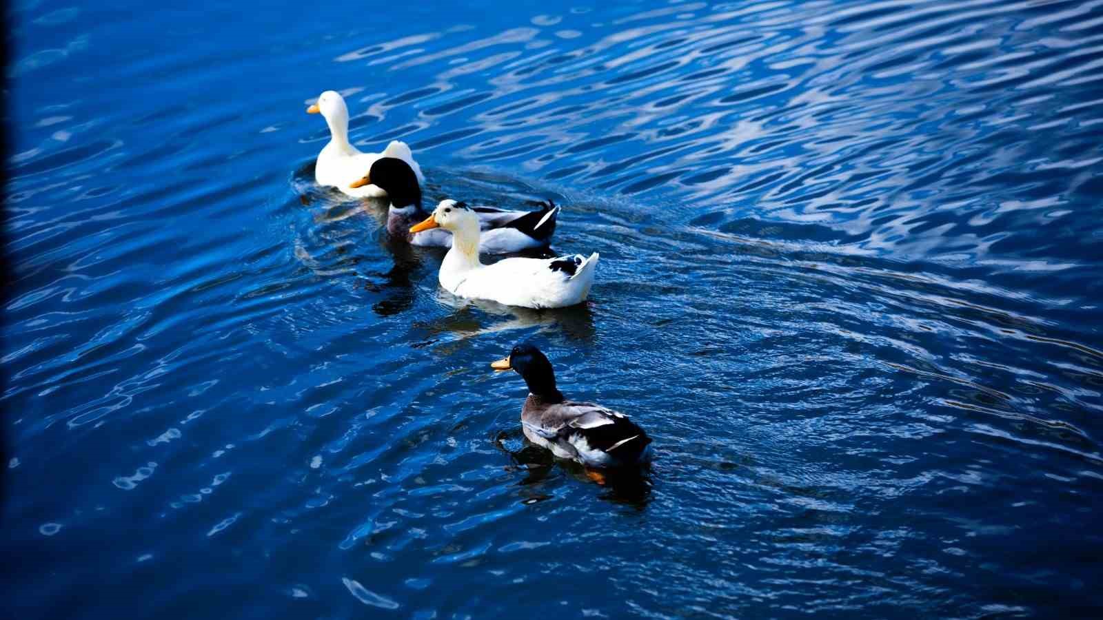 Kışın eşsiz manzaraları K&ouml;srelik G&ouml;leti Mesire Alanı&rsquo;nda
