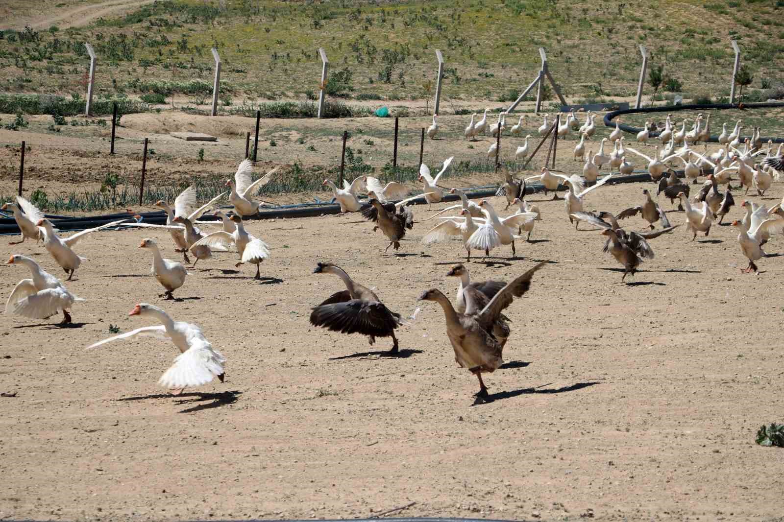 Dk maliyetle yksek kazancn yolu, kaz retimi
