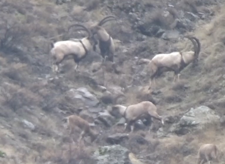 Tunceli’de görüntülenen yaban tekeleri ihtişamıyla görenleri mest etti
