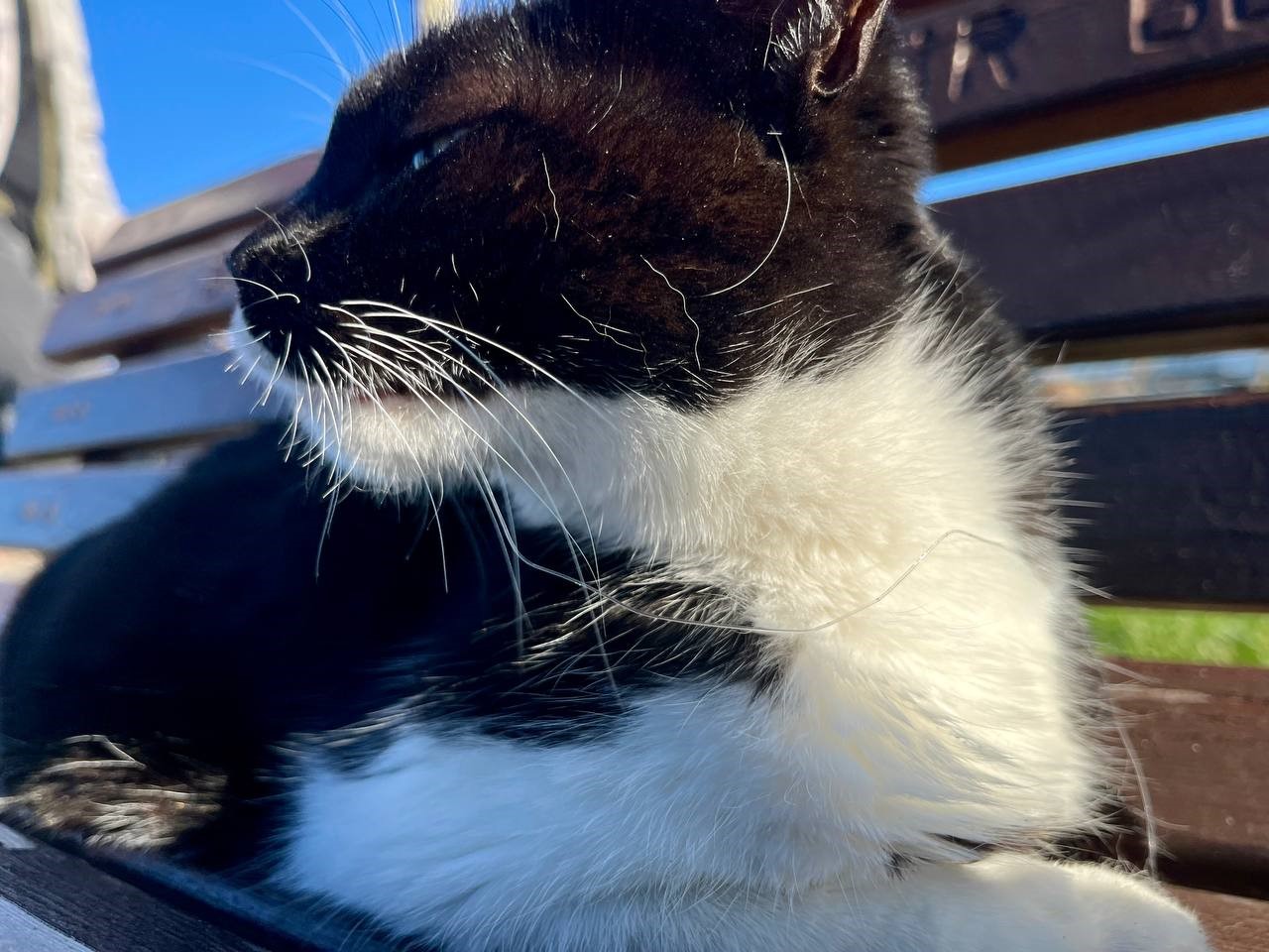 Olta iğnesi yutan kedi hayati tehlikede
