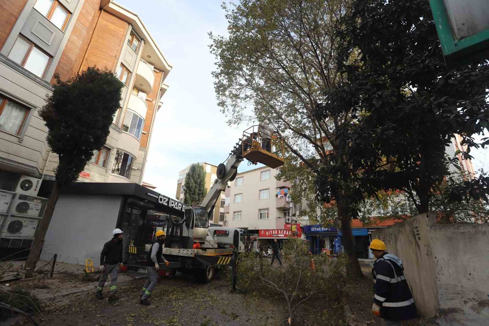 Kartal’da ağaç budama çalışmaları devam ediyor
