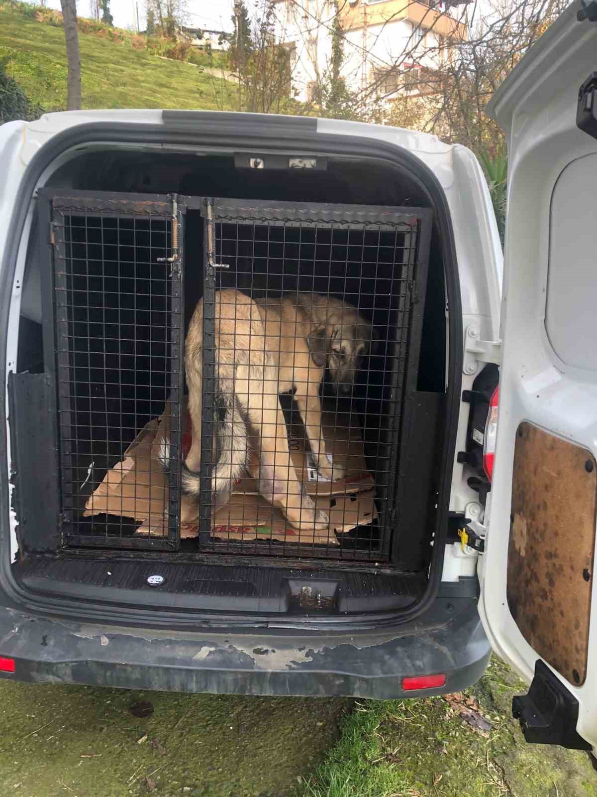 Rize’de hasta köpek tedavi için İstanbul’a gönderildi
