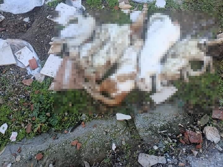 Milas’ta çöpte kedi ölüleri bulunduundefined
