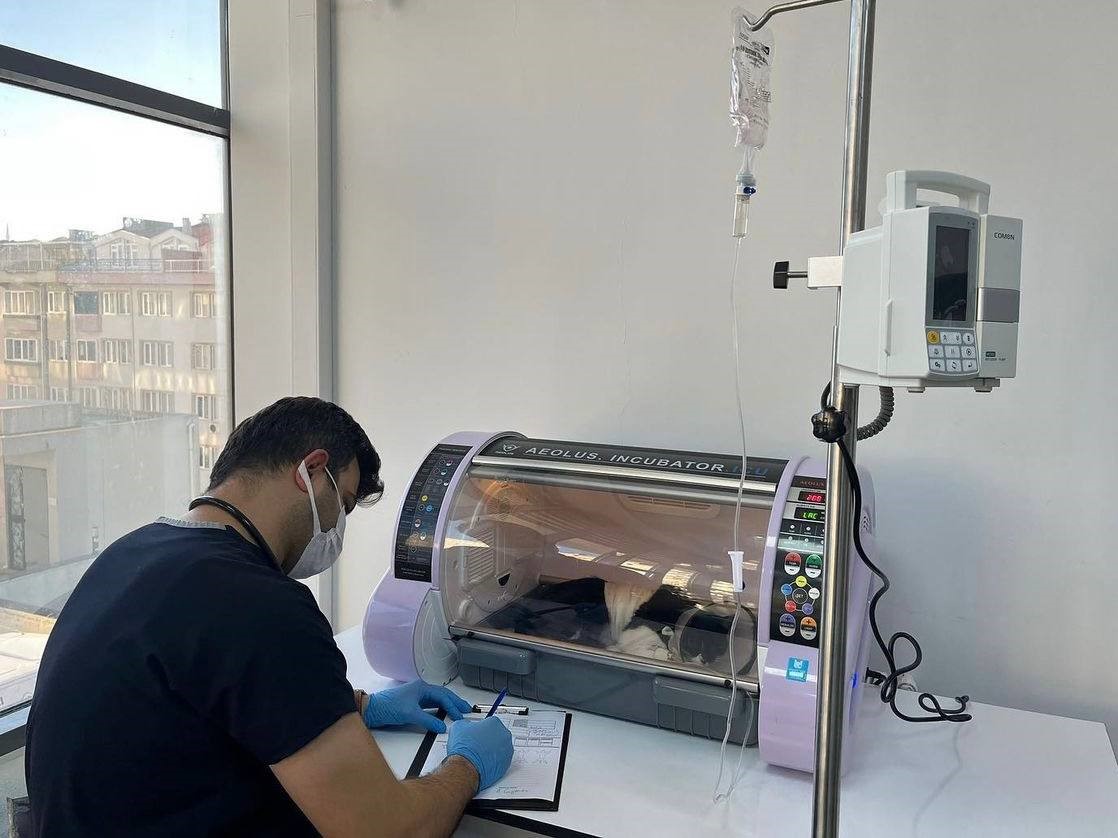 Midesine olta iğneleri saplanan kedi hayata tutundu