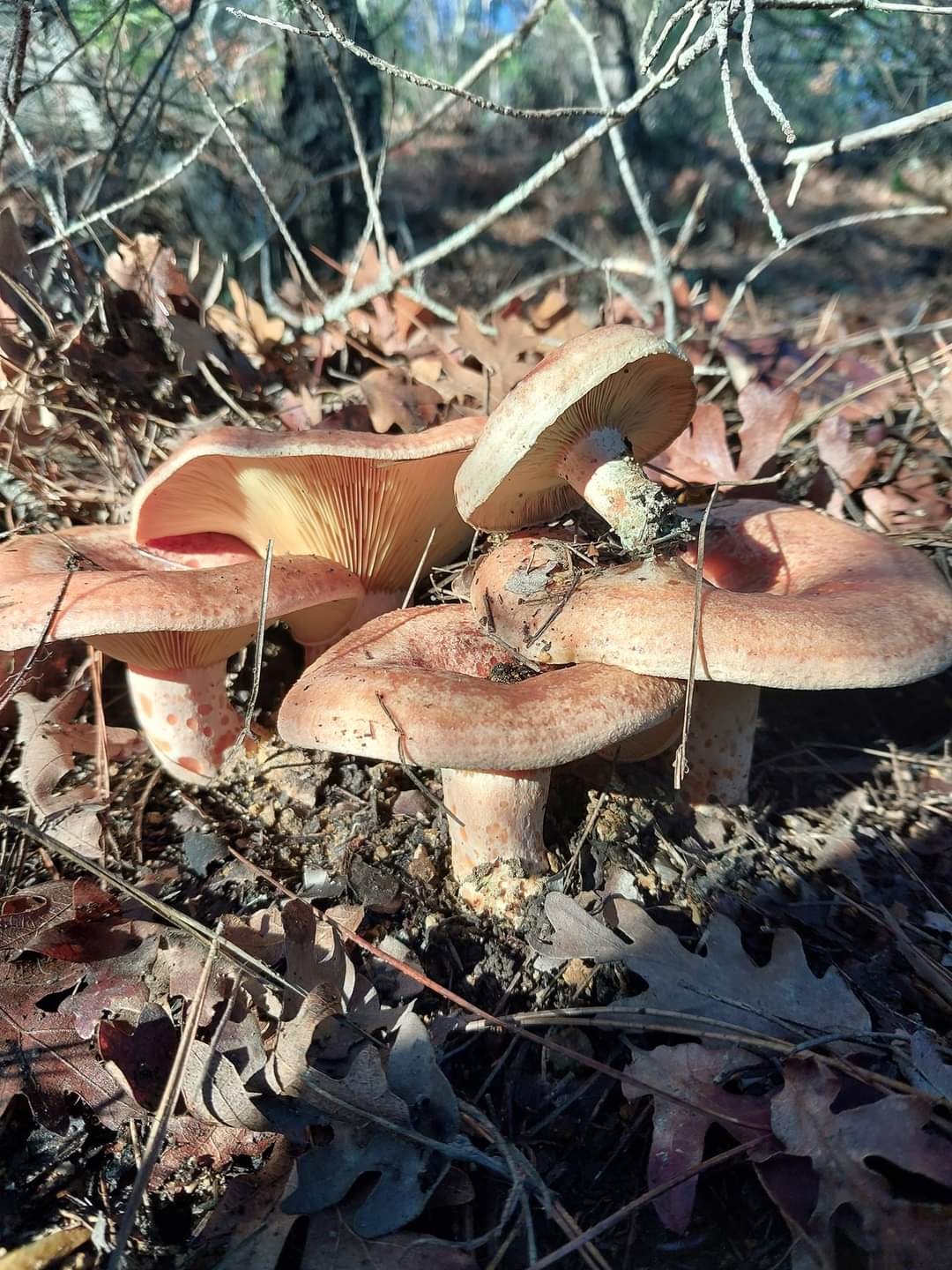 Bayramiç’te kanlıca mantarı köylünün gelir kapısı oldu
