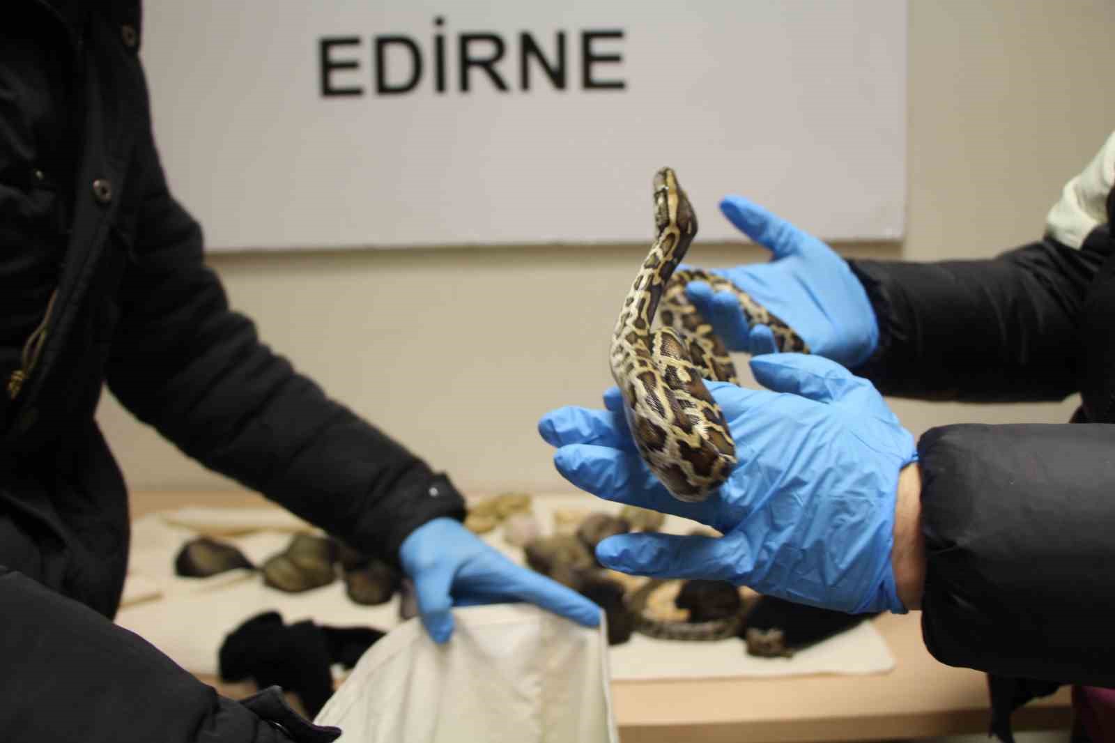 Pitonlarla yolculuk yapmışlar
