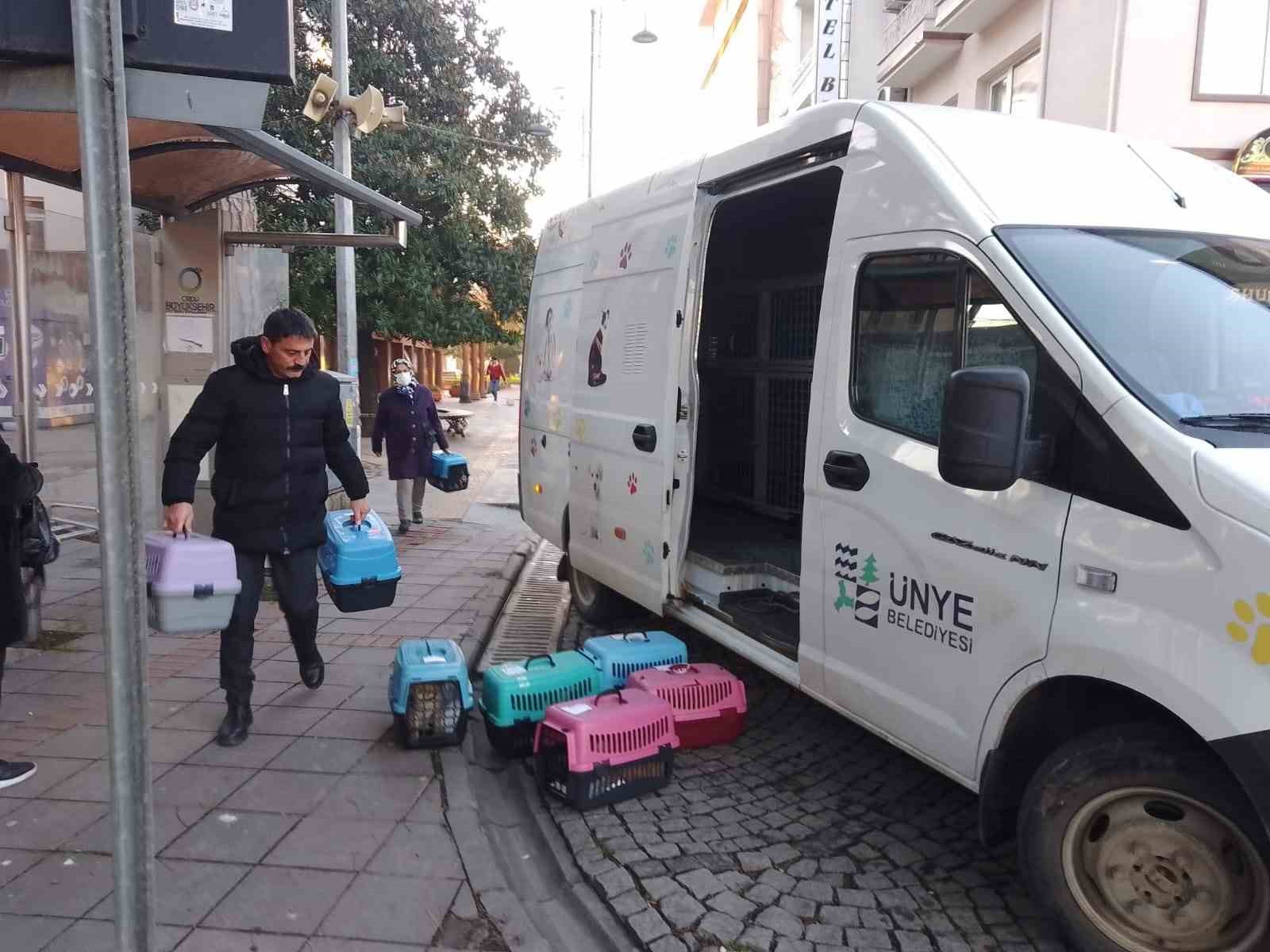 Ünye’de sokak kedilerine kısırlaştırma desteği