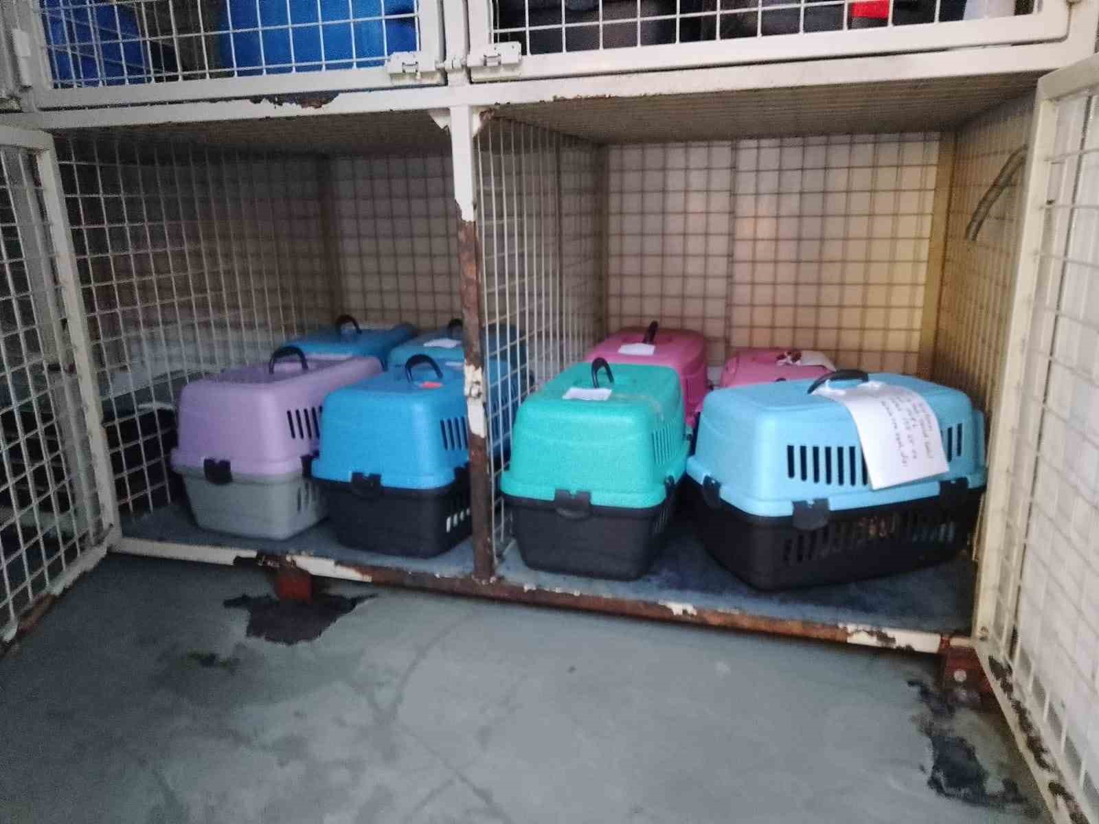 Ünye’de sokak kedilerine kısırlaştırma desteği