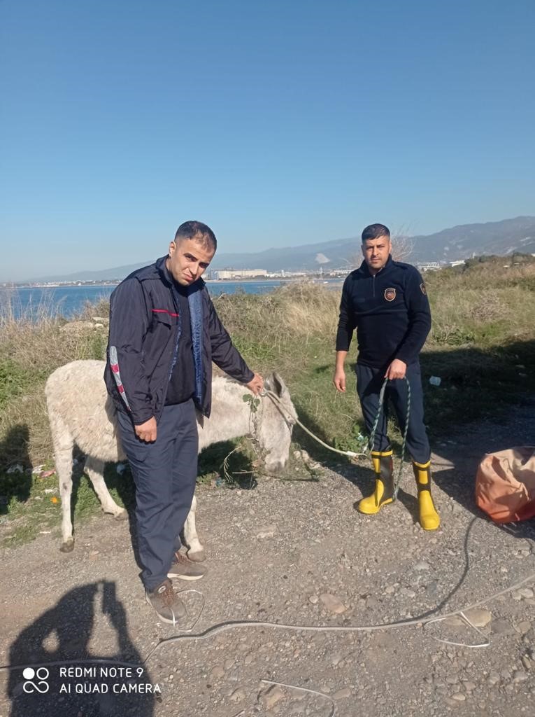 Çukura düşen eşeği, itfaiye ekipleri kurtardı