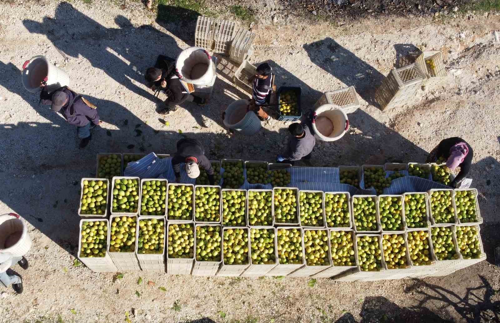 Tescilli Lamas limonunda hasat 5 TL ile başladı
