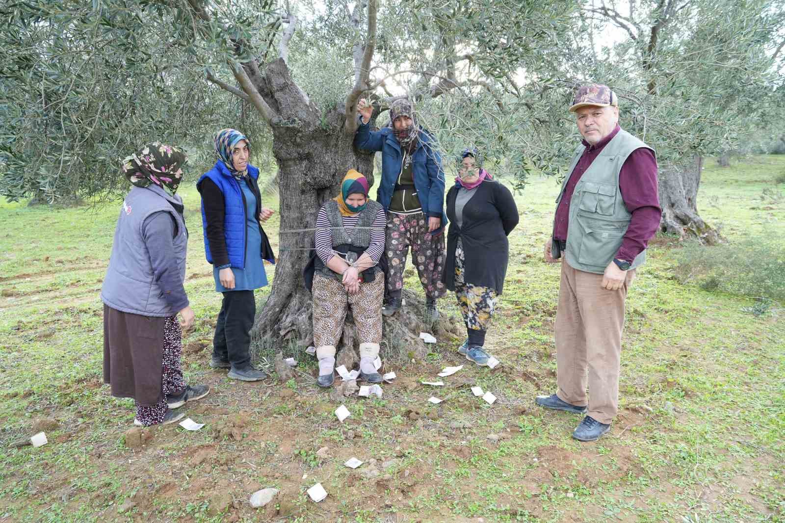 Tarlada zeytin hasadı Meci Şenliği ile son buldu
