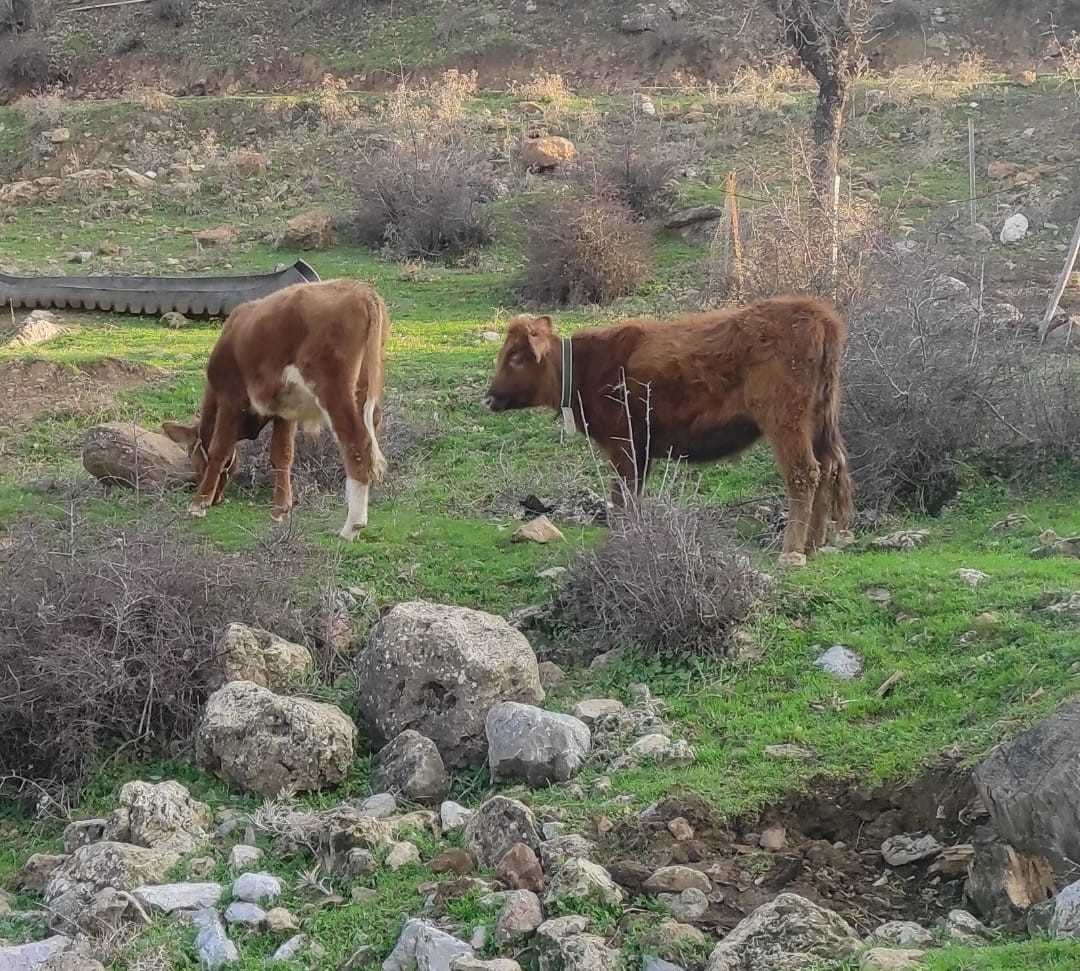 Sığır besicileri desteklenerek yerli ırk koruma altına alınıyor
