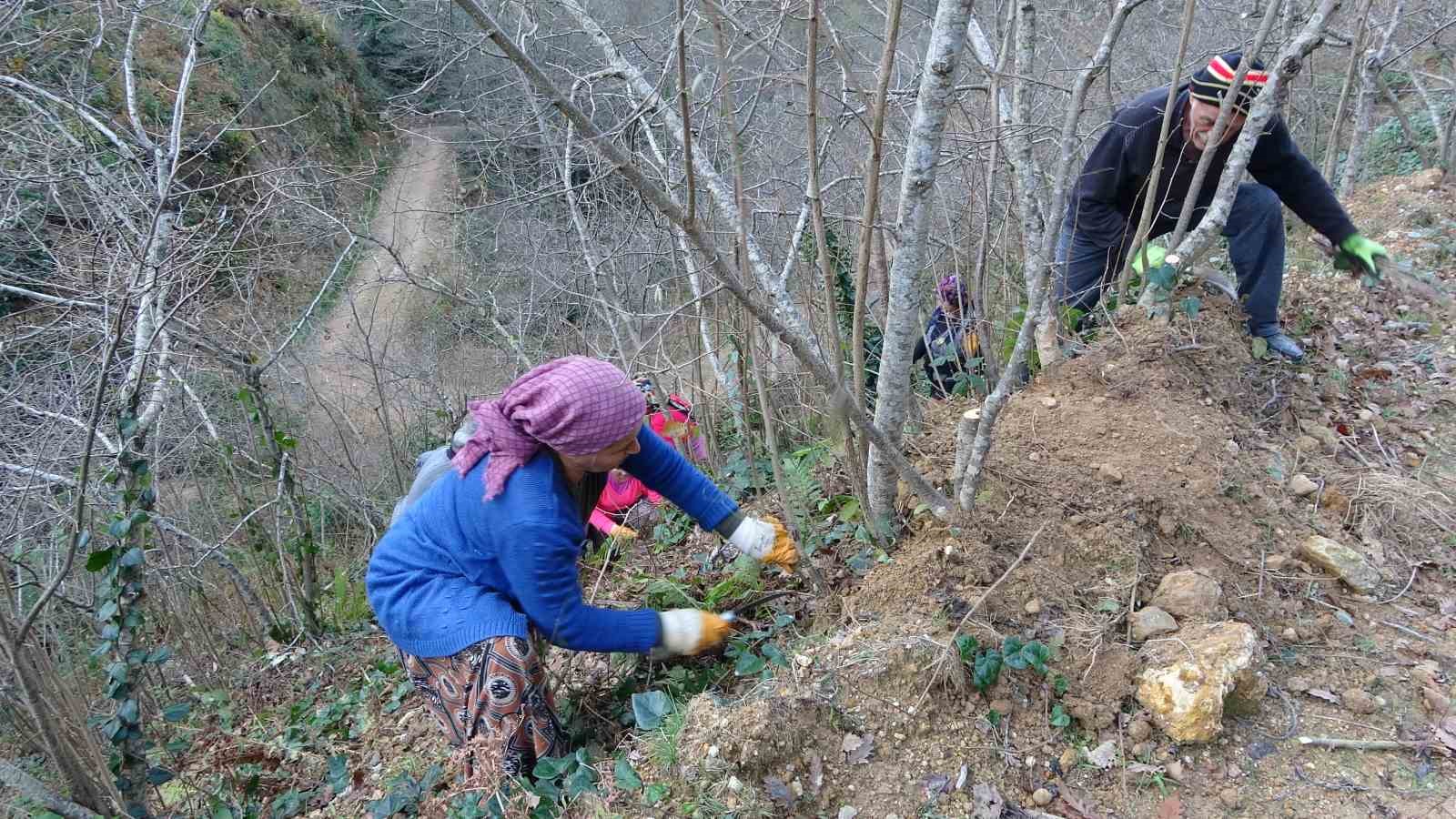 Fındıkta doğru bakım ile verim 3&rsquo;e katlıyor
