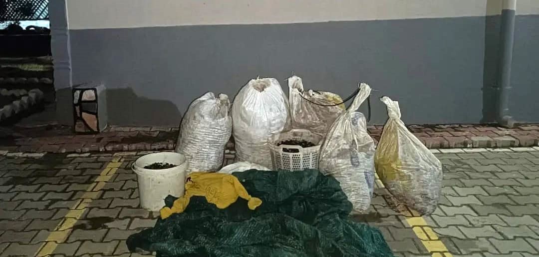 Zeytin hırsızlığı iddiasıyla adliyeye sevk edilen zanlı: &ldquo;Paşa paşa yatarız&rdquo;
