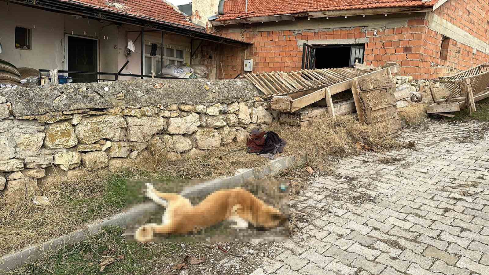 Evin önündeki köpek havalı tüfekle vurulup telef edildi
