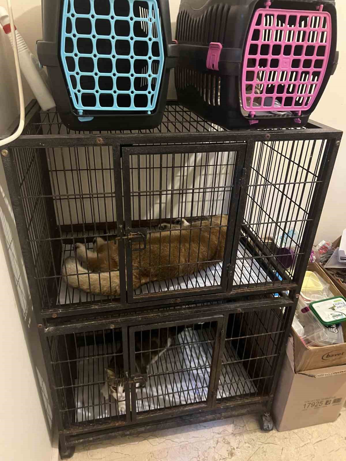 Veterinerde kısırlaştırma ameliyatı sonrası telef olan kedisi i&ccedil;in adalet istiyor
