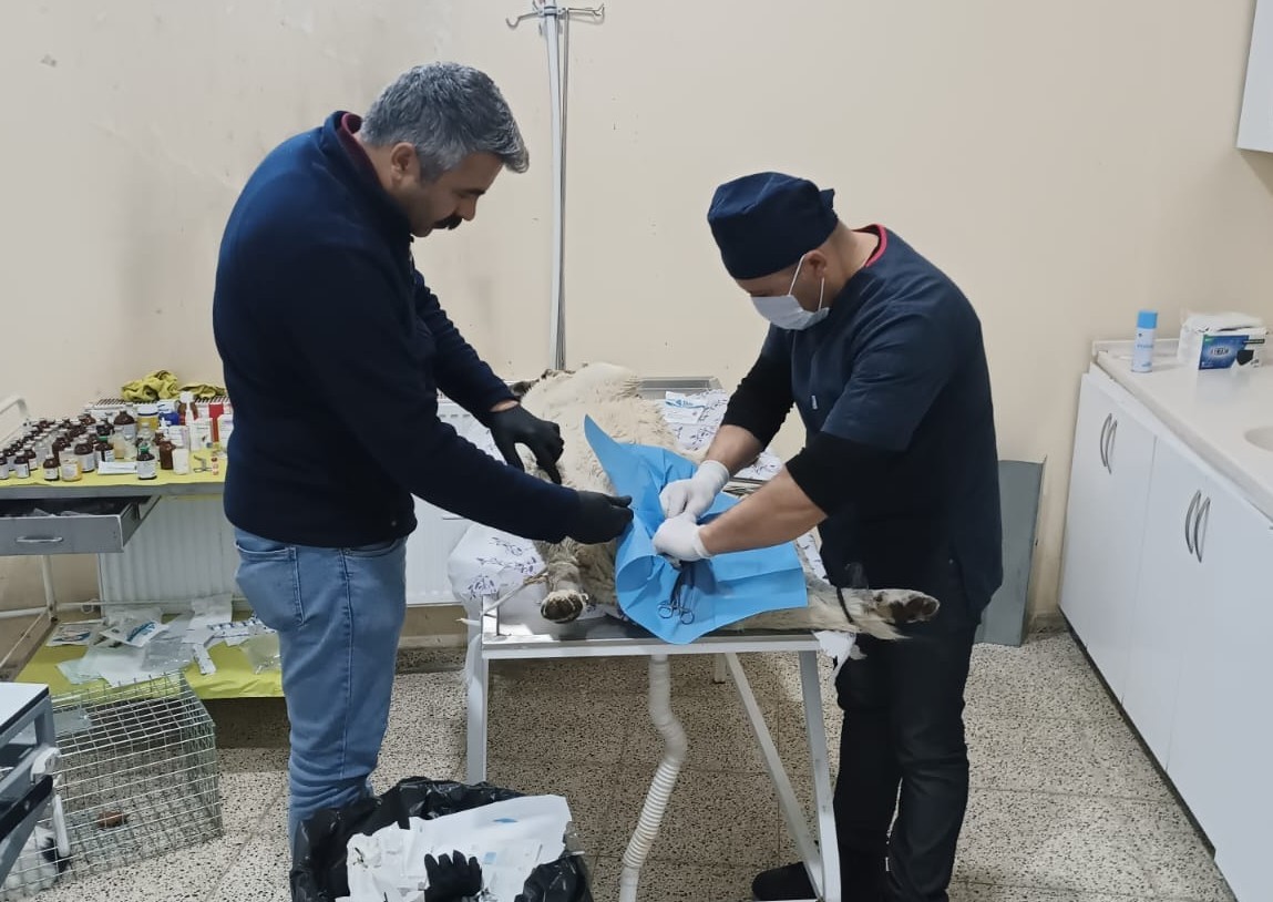 Hakkari’de sahipsiz can dostlar kısırlaştırılıyor