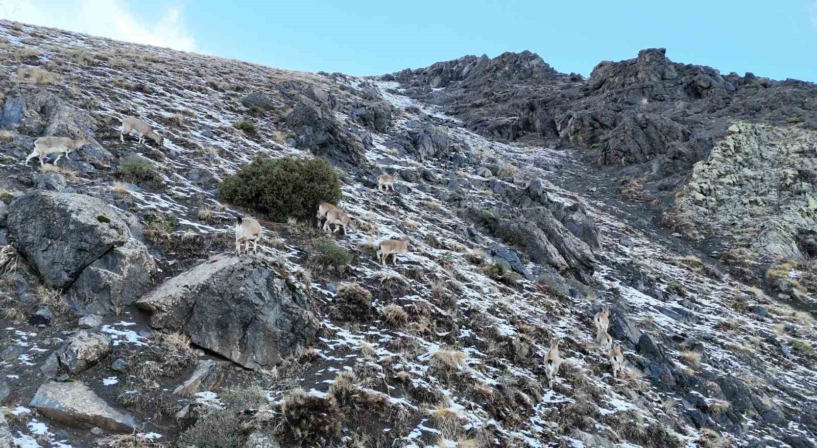 Karla kaplanan Munzur Dağlarında sürü halindeki yaban keçileri havadan görüntülendi
