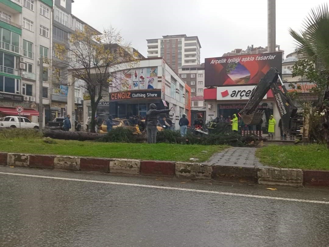 Fırtınanın devirdiği ağaç taksilere zarar verdi