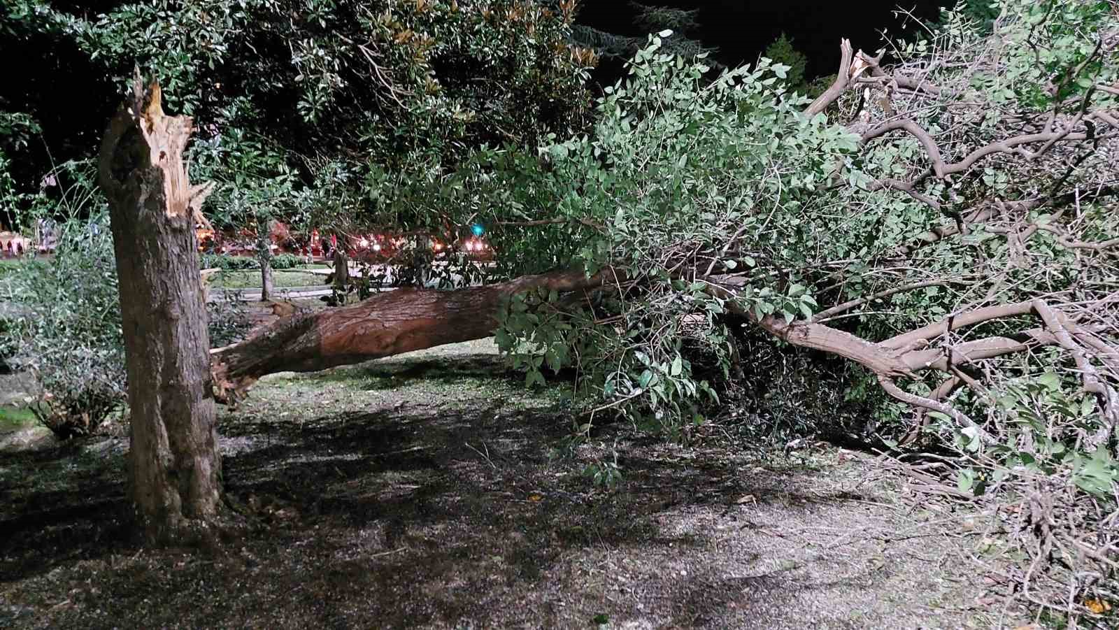 Samsun’da fırtına çatıları uçurdu, ağaçları devirdi