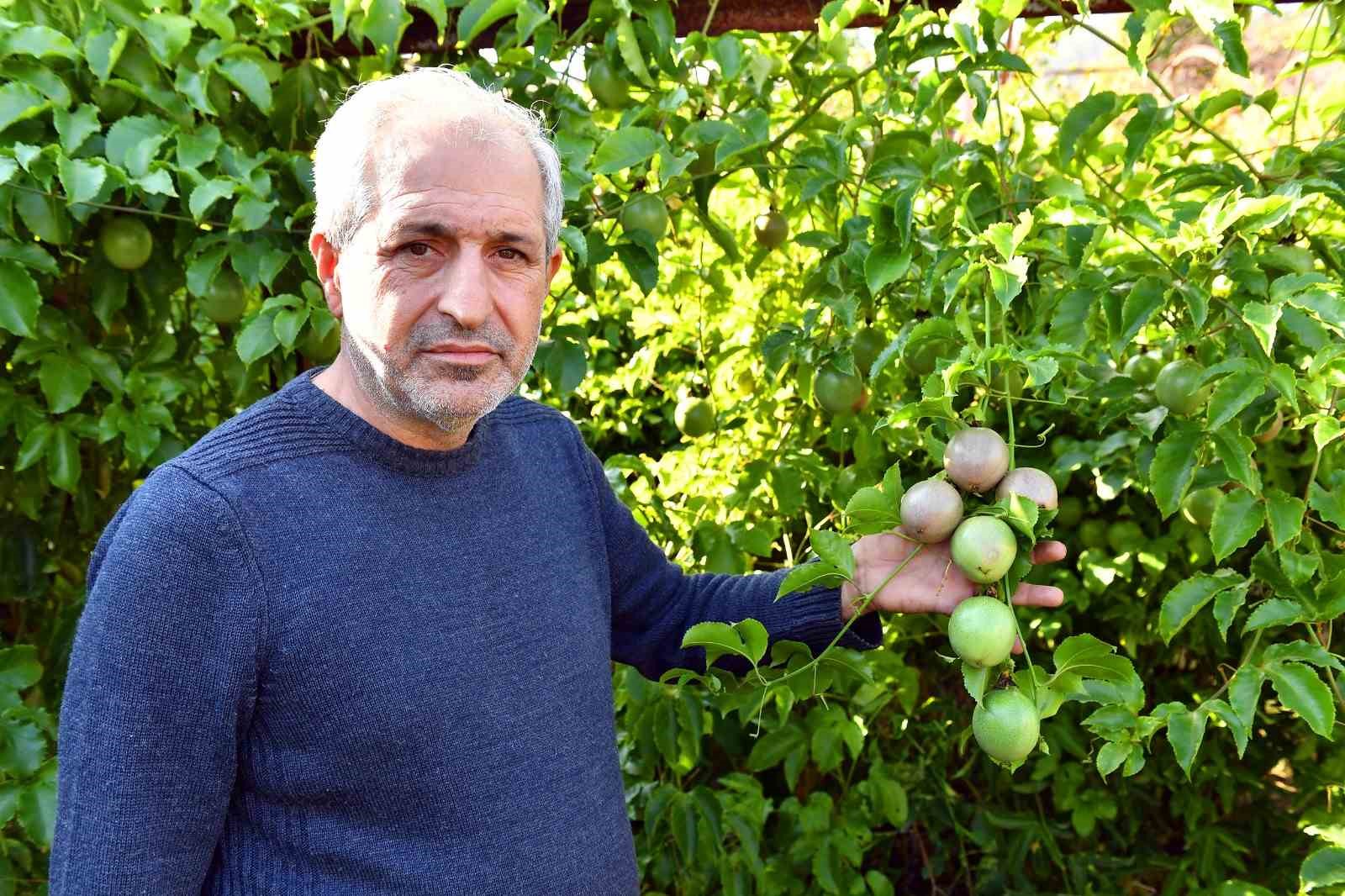 Anamur’da passiflora hasadı başladı