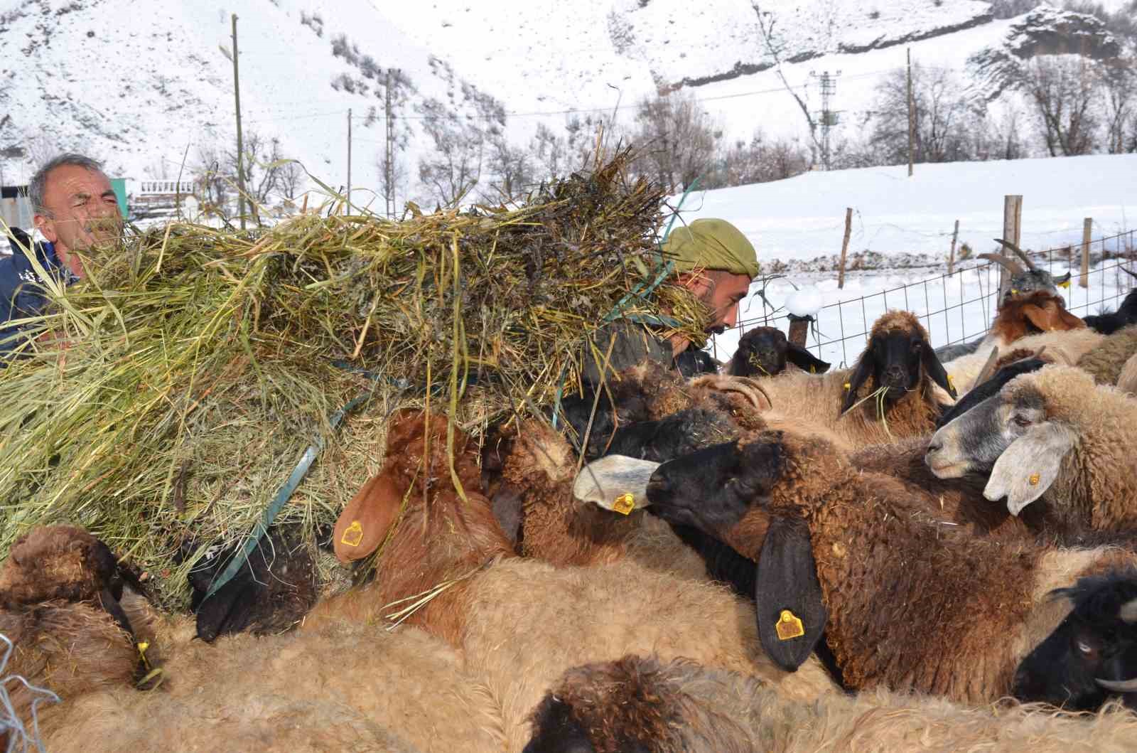 Şırnaklı besici kızak yardımıyla saman balyalarını taşıyıp hayvanlarını besliyor
