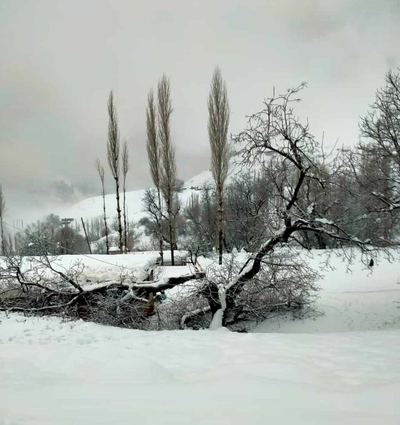 Şırnak’ta fırtına nedeniyle ağaç devrildi
