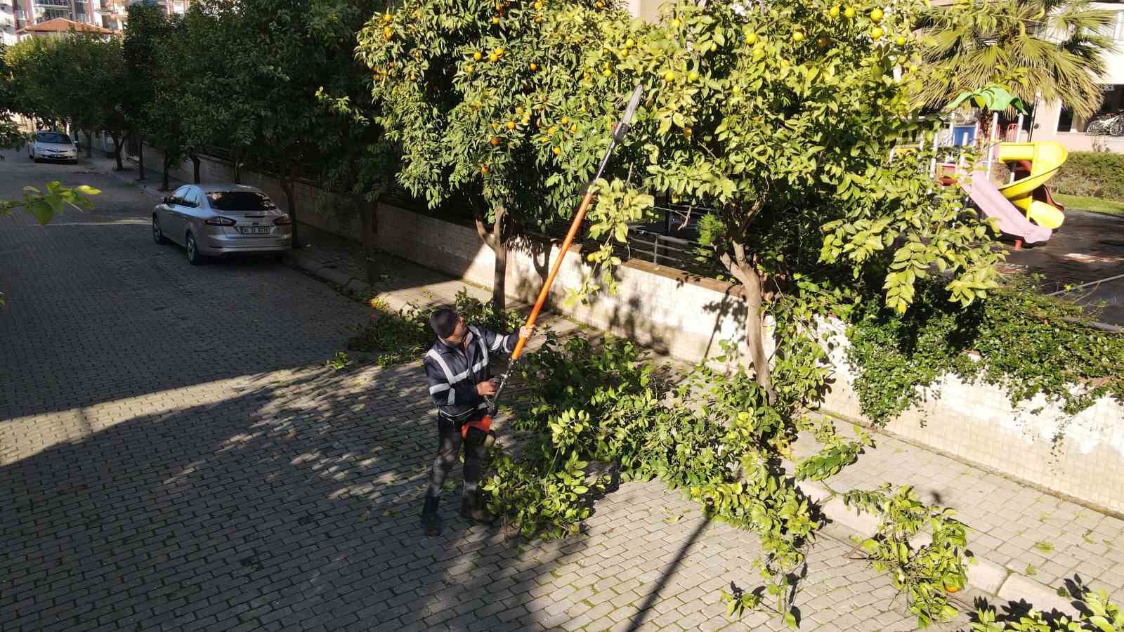Efeler’de ağaç budama çalışmaları sürüyor
