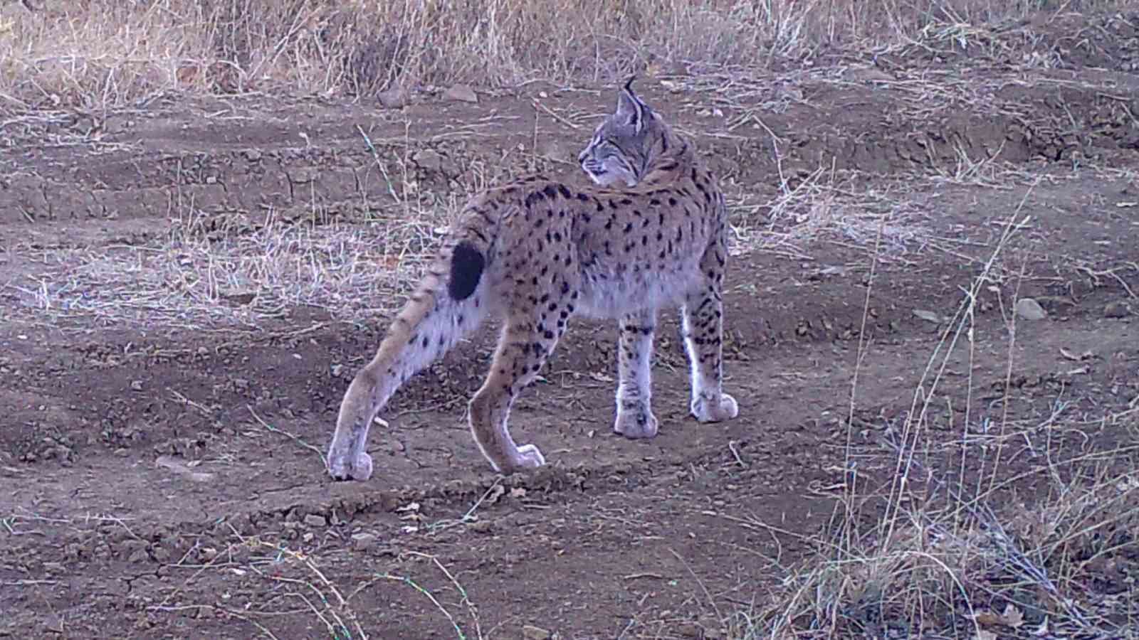 ’Ormanın hayaleti’ fotokapana takıldı
